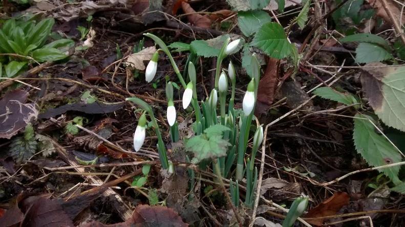 26678576_10155569653783025_4459229935466956861_o