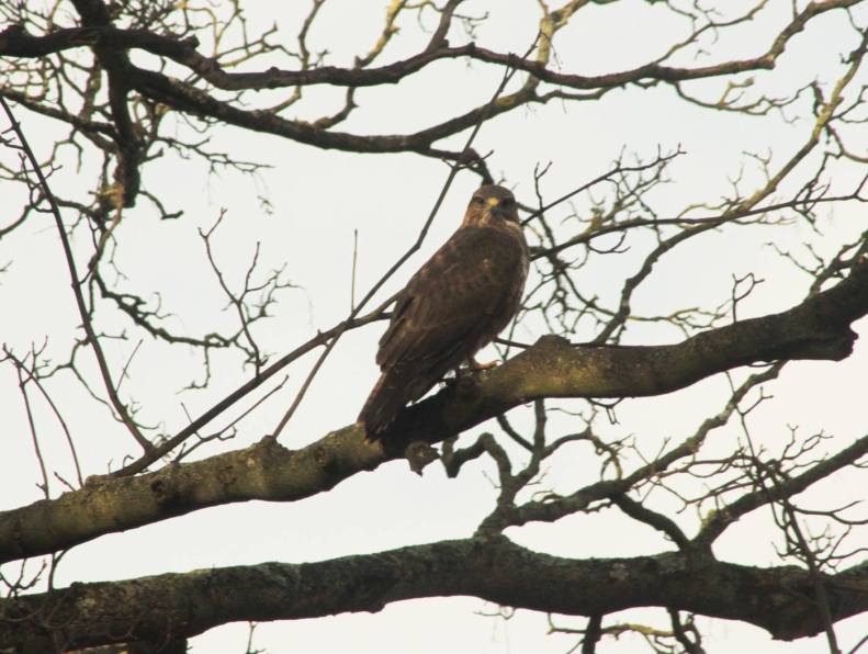 26685828_10155580943043025_3262737529516895231_o