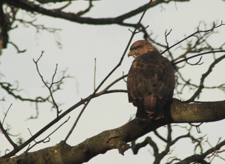 26758734_10155580943038025_2191760013358337935_o