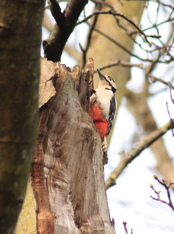 27540598_10155636780218025_7012588253559352230_n