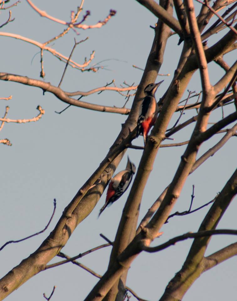 27540782_10155623621068025_2692220707580694368_n