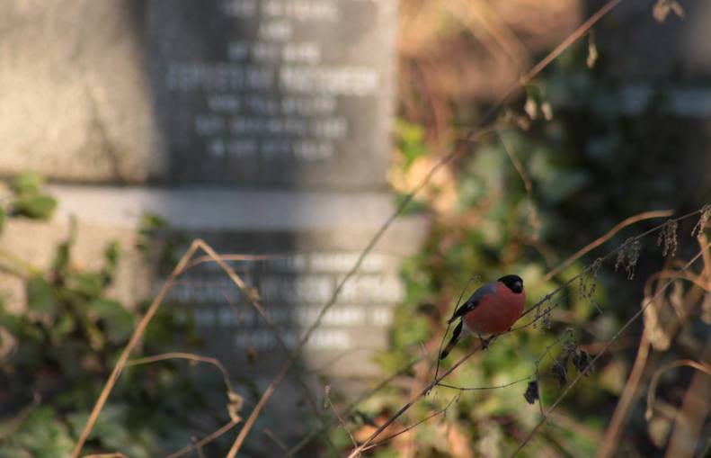 27629434_10155642726868025_7756926390411495031_o