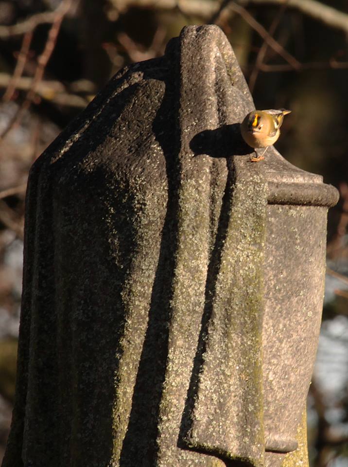 27858839_10155647595903025_5703521259134922167_n