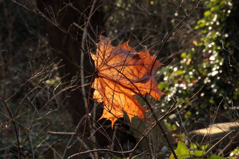 27907903_10155647434288025_5822552817735597761_o