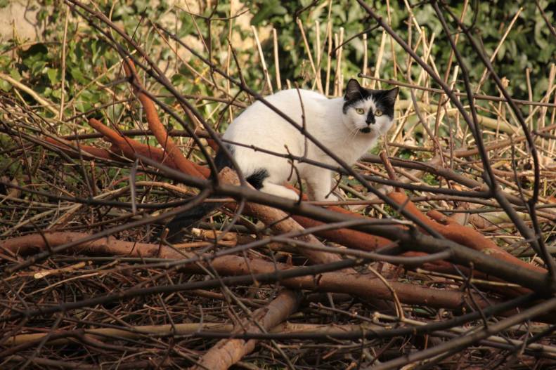 27913270_10155661196708025_6400250061030202572_o