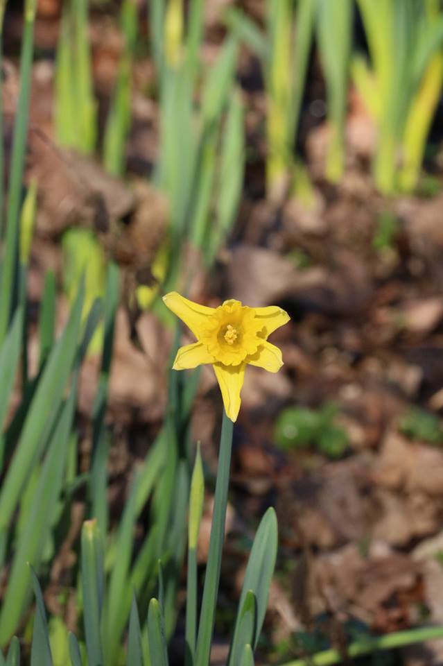 28055751_10155673521173025_1488979683616074208_n