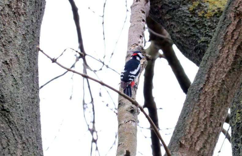 28235054_10155666427808025_1596933261538483265_o