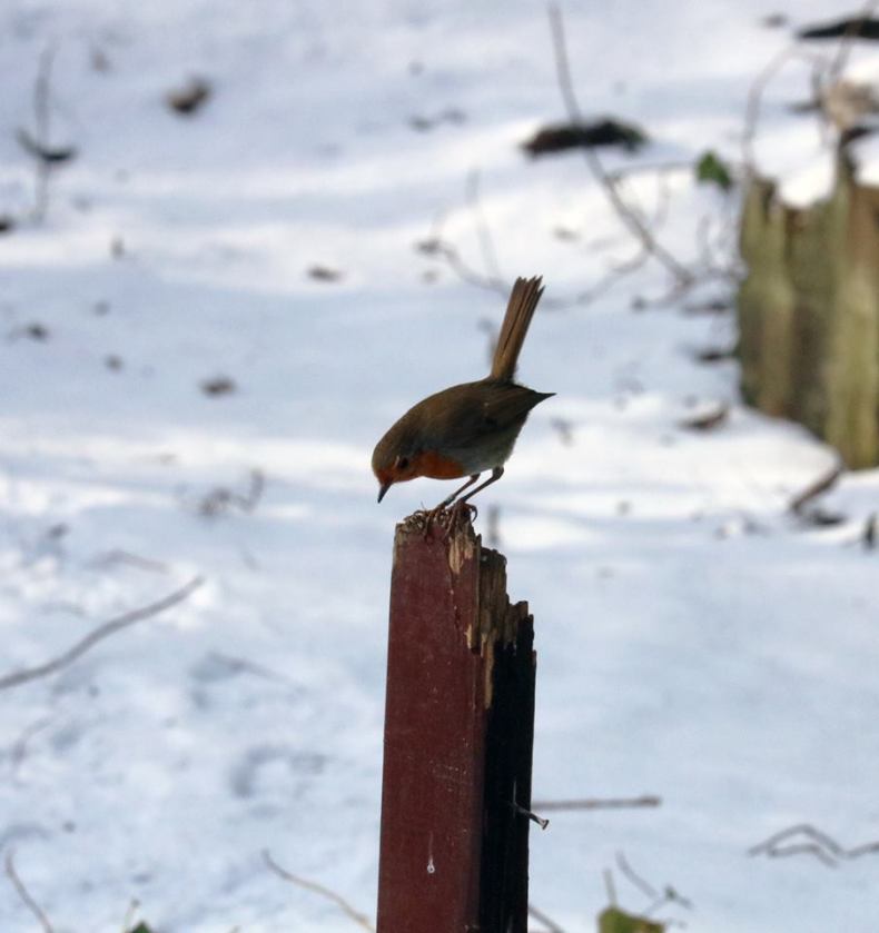 28377624_10155692375958025_1909859995371324124_n