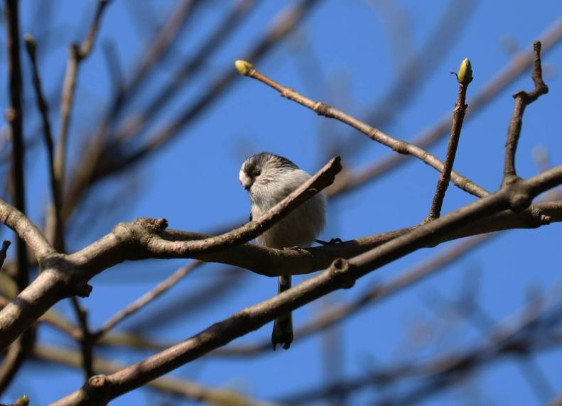 29665580_10155785859138025_2786812052574311158_o