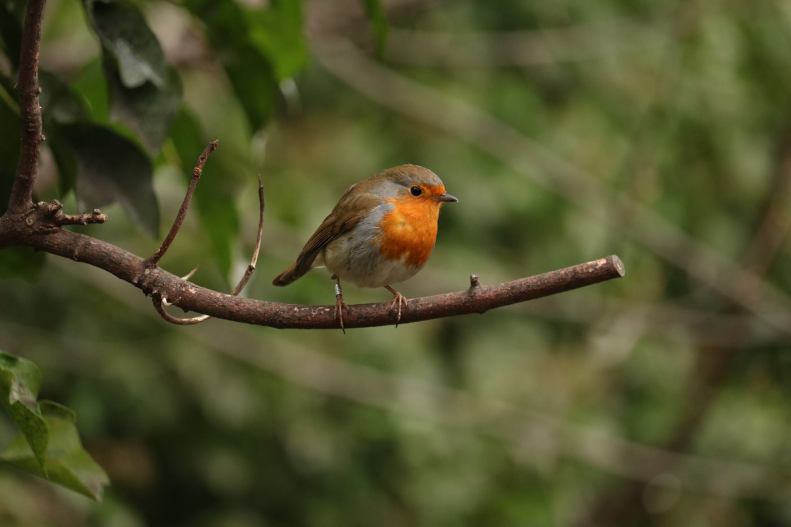 29665641_10155787447748025_7377585424133119020_o