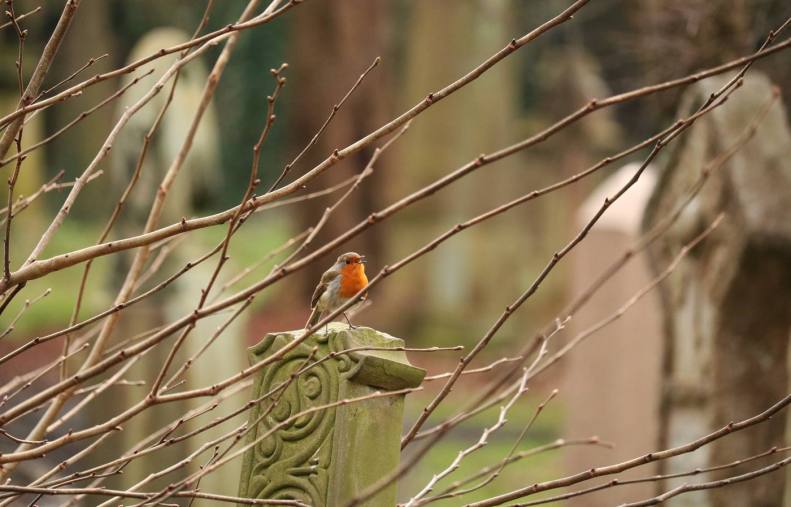 29983404_10155797042963025_3903077841687617339_o