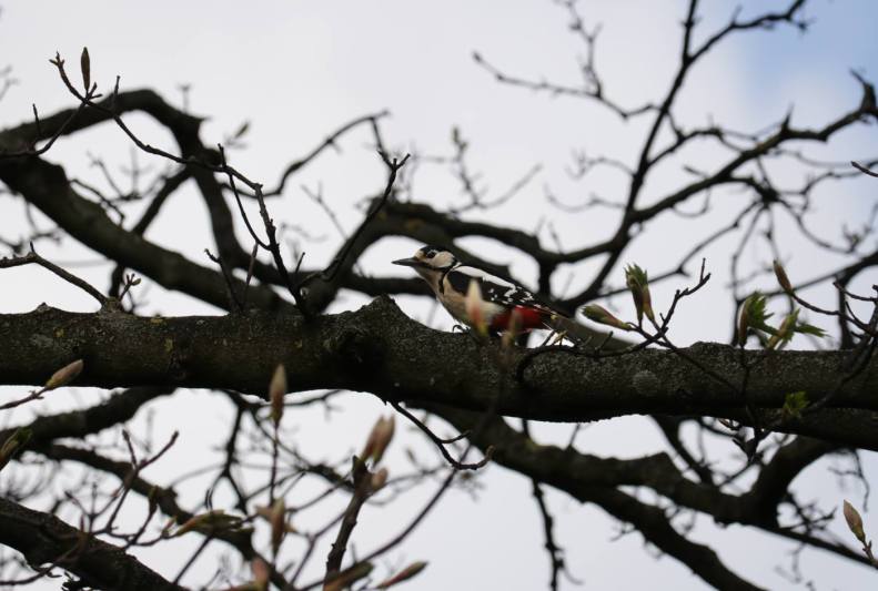 30822089_10155827452463025_1852896679072211874_o