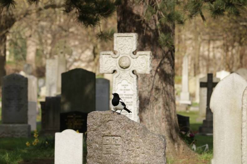 31081616_10155830048528025_5605522212456748505_n