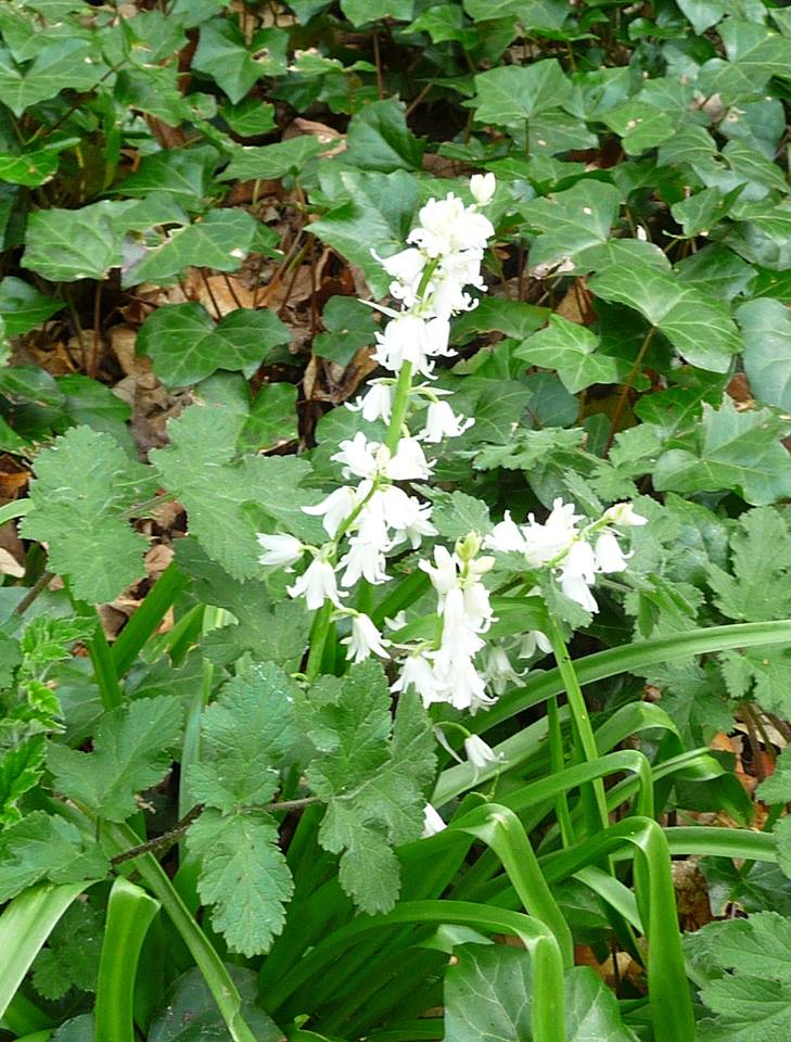 31176022_1945991962087222_5377863229280419034_n