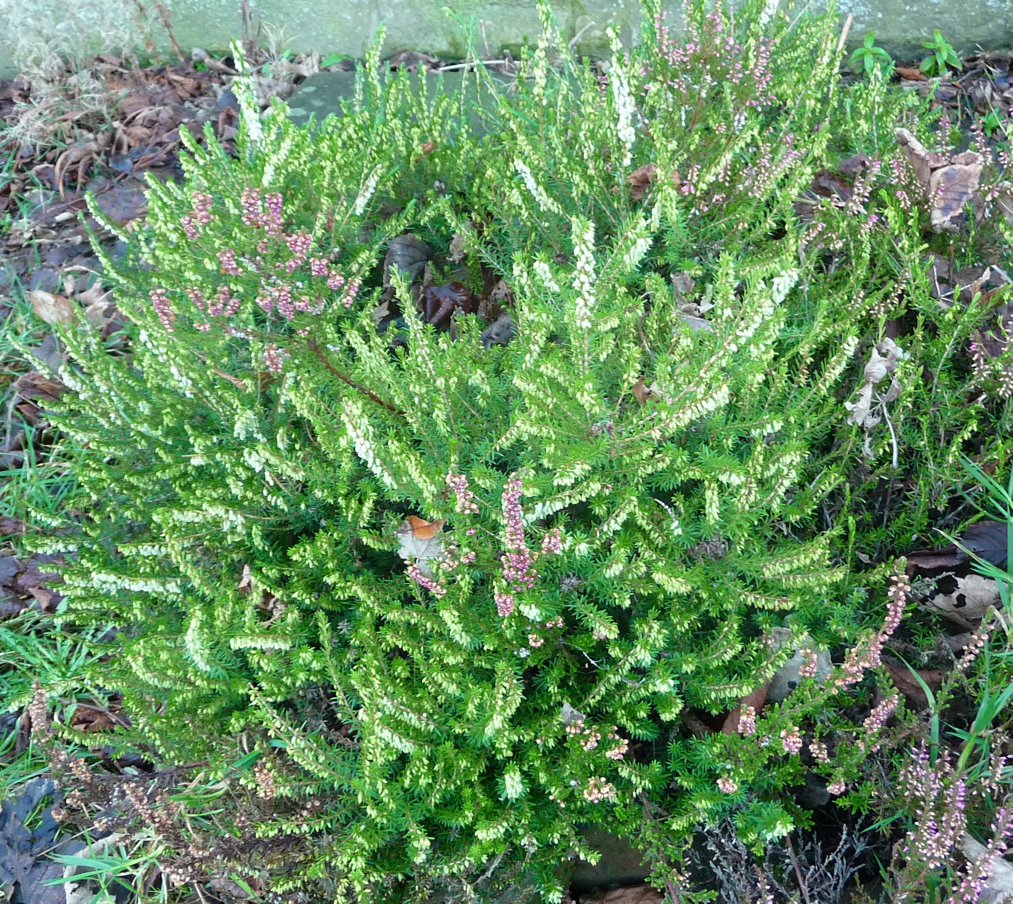 82775265_3030708613615546_2236212922101530624_o