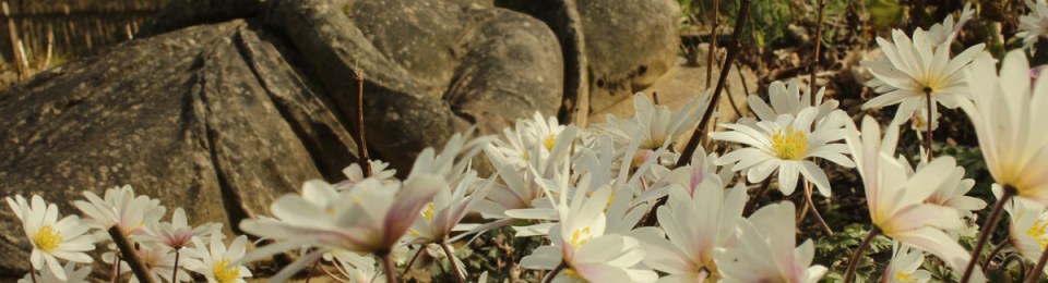 Red Lady, White Flowers.