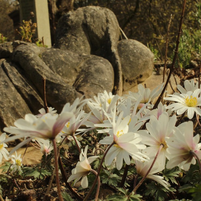 Red Lady, White Flowers.
