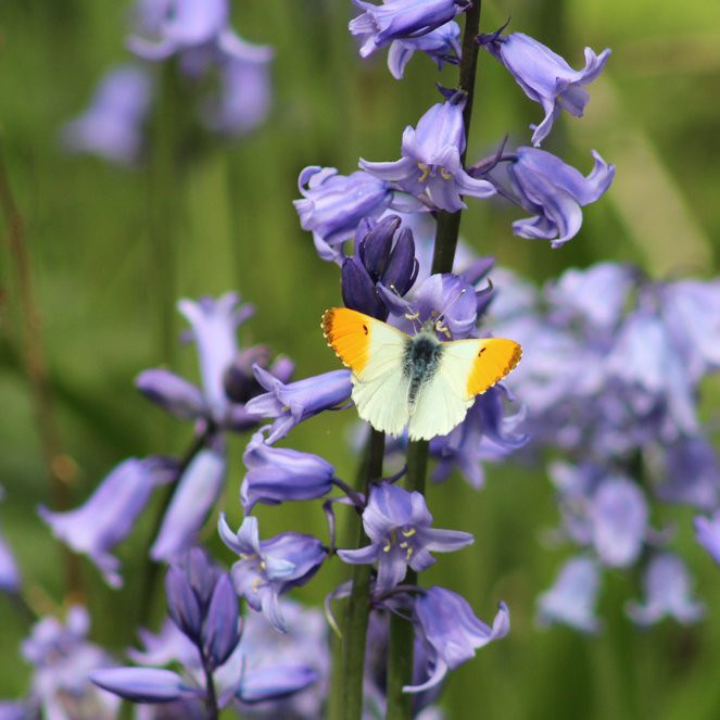Orange-Tip Butterfly (male) and Bluebells.