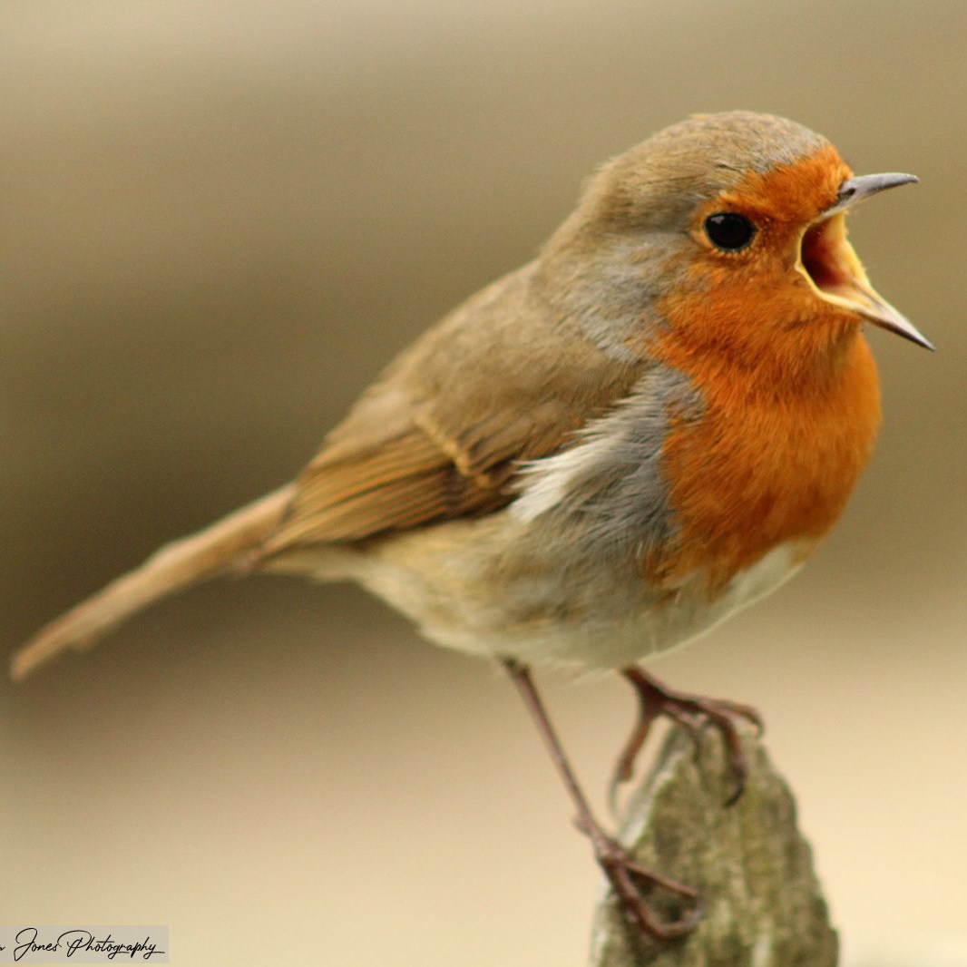 Robin Singing.