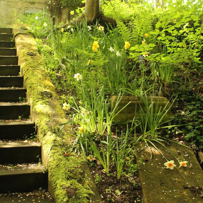 Daffs by the steps.