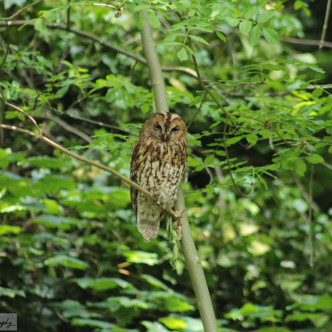 Tawny Owl.