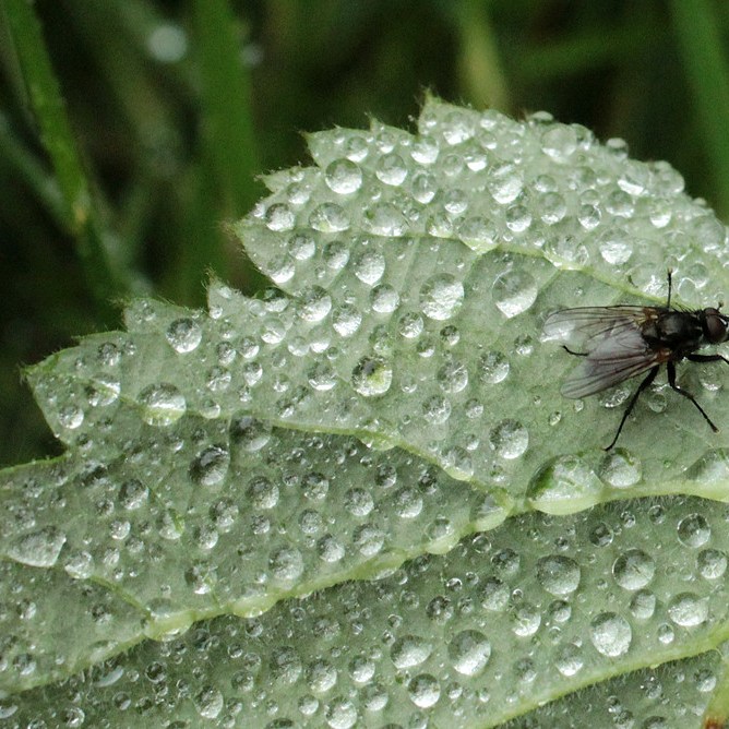 Leaf, Fly, Droplets.