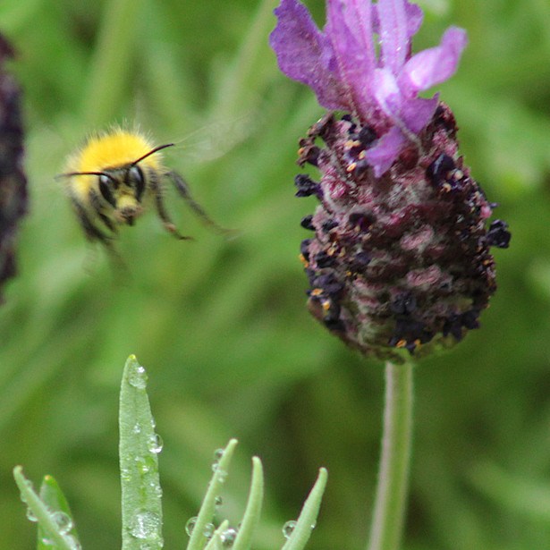 Bee and Knapweed?